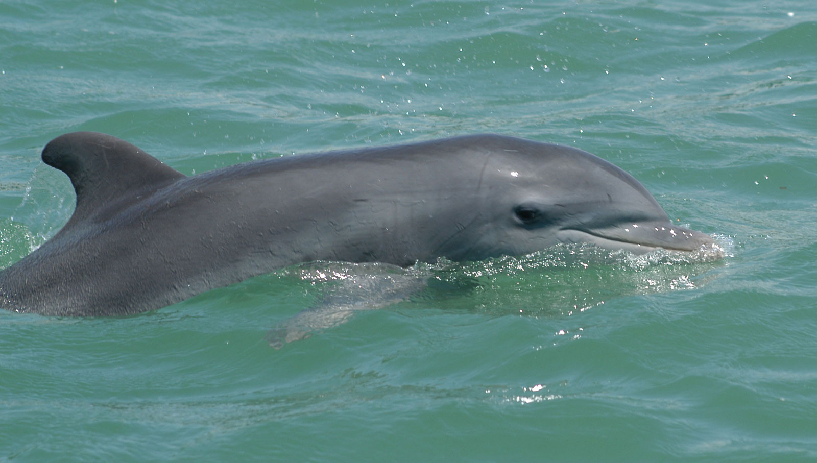 Dolphin in FL